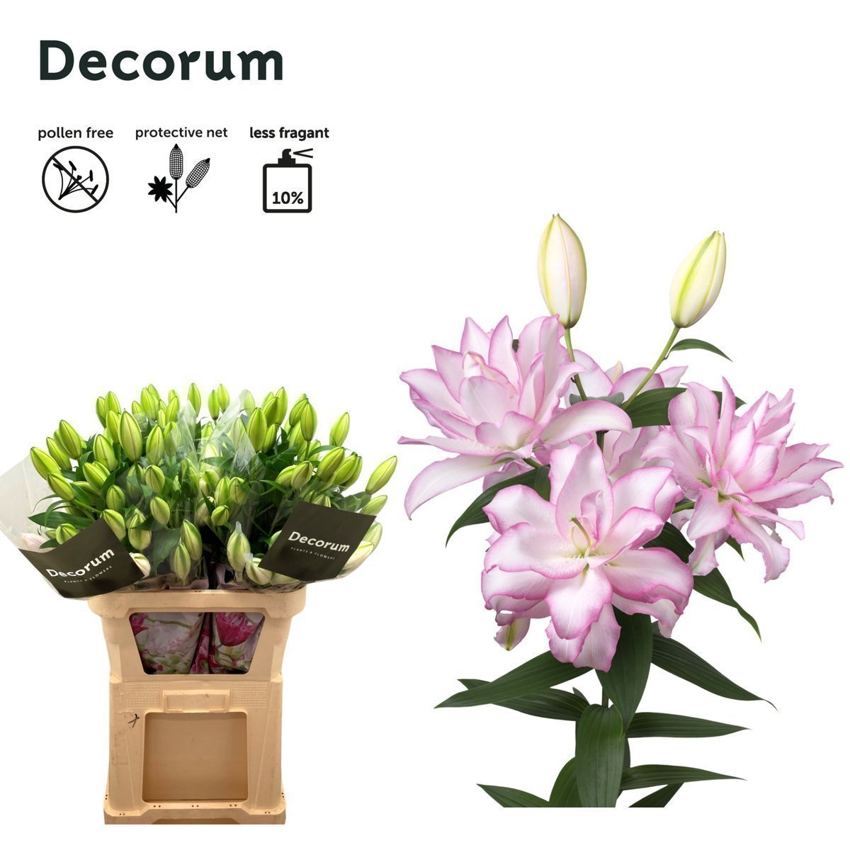 Срезанные цветы оптом Lilium or dbl roselily anouska от 30шт из Голландии с доставкой по России