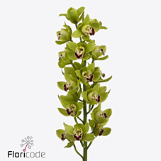 Срезанные цветы оптом Cymbidium green alicia anderson от 4шт из Голландии с доставкой по России