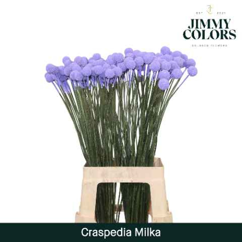 Срезанные цветы оптом Craspedia paint milka от 200шт из Голландии с доставкой по России