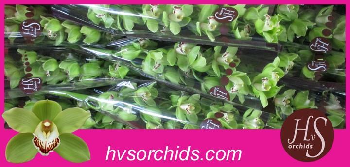 Срезанные цветы оптом Cymbidium green ovation emerald от 10шт из Голландии с доставкой по России