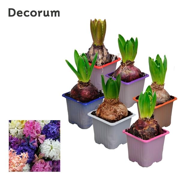 Горшечные цветы и растения оптом Hyacinthus Mix 1pp (decorum) от 24шт (для телеги) из Голландии с доставкой по России