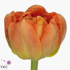 Срезанные цветы оптом Tulipa do monte orange от 100шт из Голландии с доставкой по России