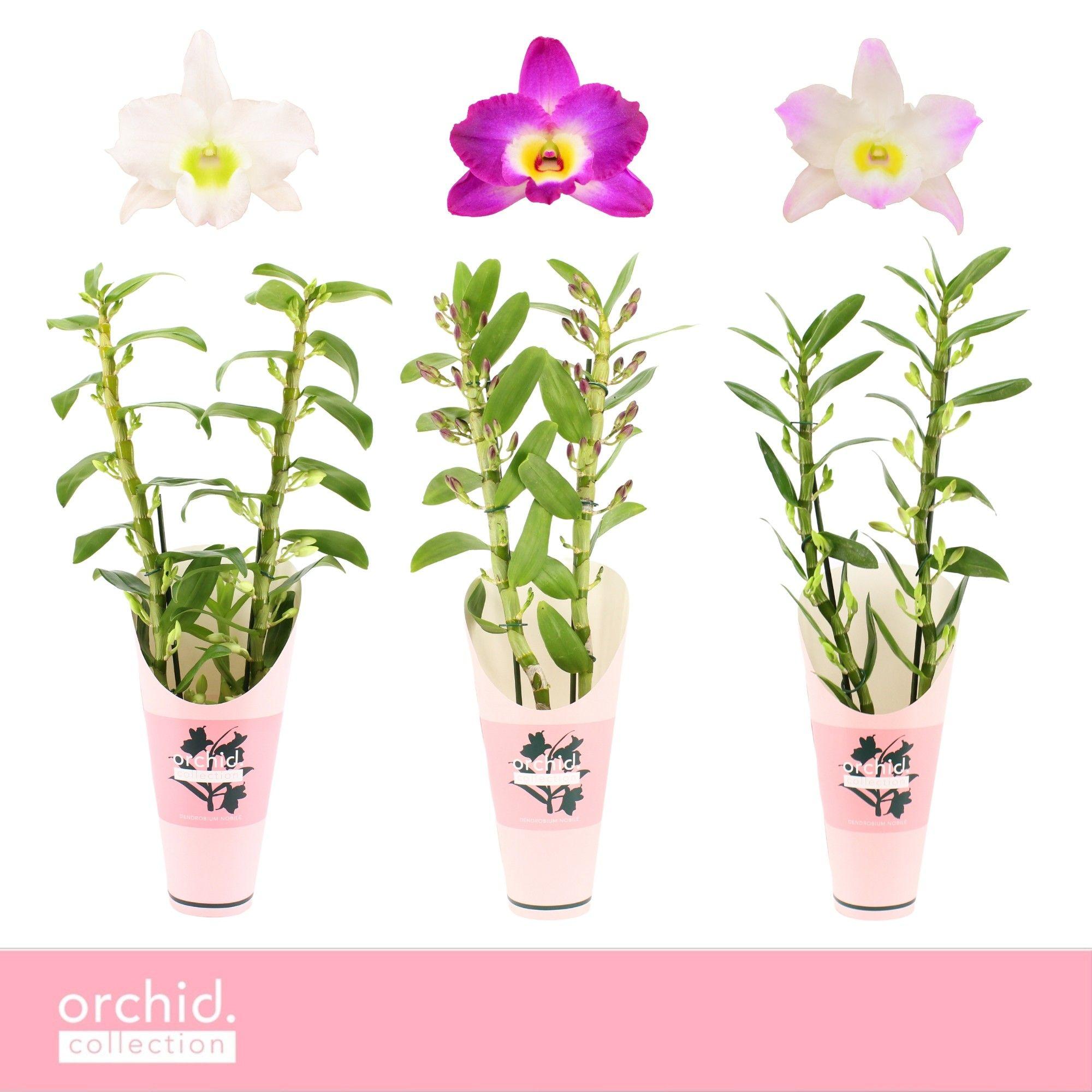 Горшечные цветы и растения оптом Dendr Nob 2st Mix Orchid Coll от 6шт из Голландии с доставкой по России