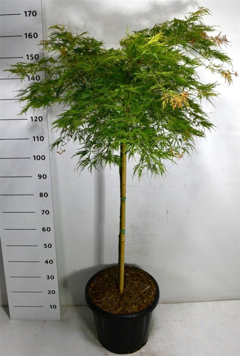 Горшечные цветы и растения оптом Acer Palm Green Lace On Stem от 1шт из Голландии с доставкой по России