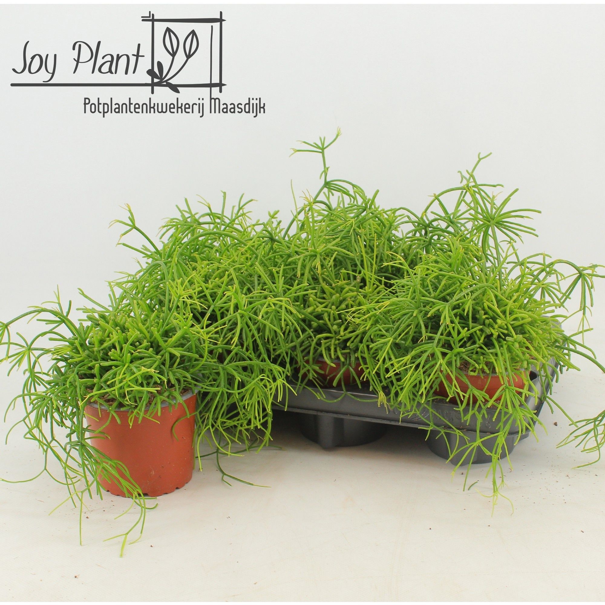 Горшечные цветы и растения оптом Rhipsalis Ba Oasis от 6шт из Голландии с доставкой по России