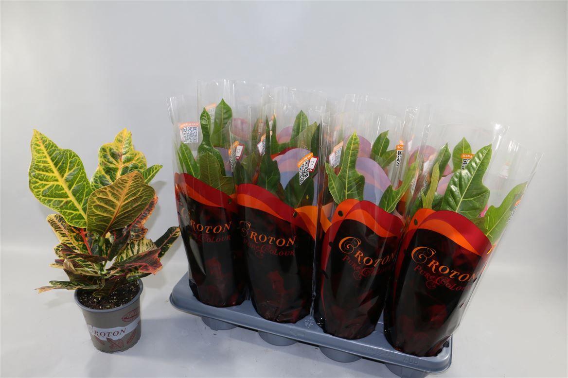 Горшечные цветы и растения оптом Codiaeum Excellent In Design Sleeve от 8шт из Голландии с доставкой по России