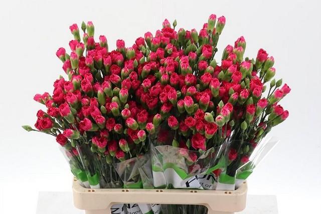 Срезанные цветы оптом Dianthus sp cerise от 100шт из Голландии с доставкой по России