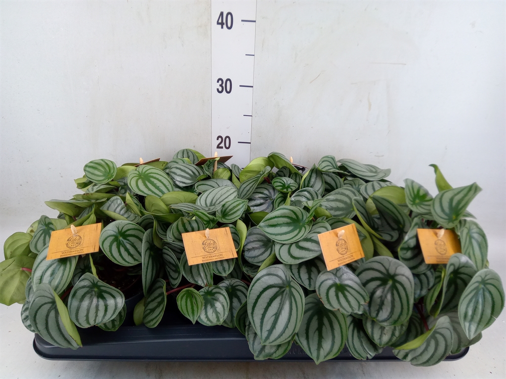 Горшечные цветы и растения оптом Peperomia Argyreia от 8шт из Голландии с доставкой по России
