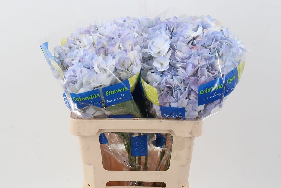 Срезанные цветы оптом Hydrangea lilac от 10шт из Голландии с доставкой по России