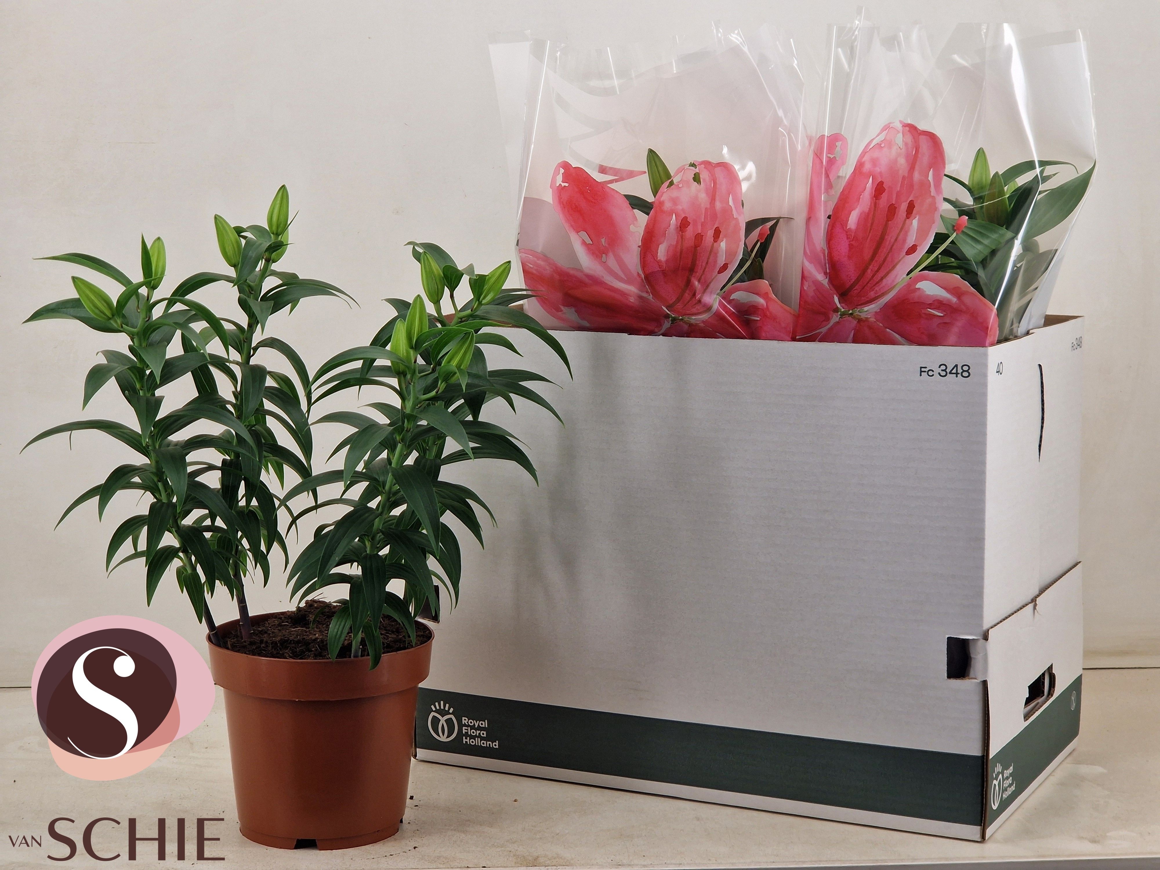 Горшечные цветы и растения оптом Lil Or Oxygen от 5шт из Голландии с доставкой по России