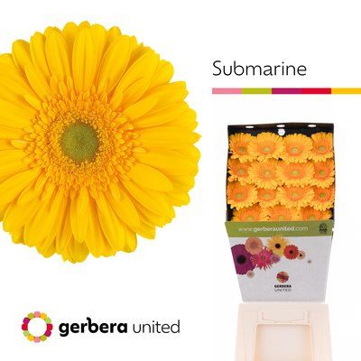 Срезанные цветы оптом Gerbera diamond submarine от 15шт из Голландии с доставкой по России