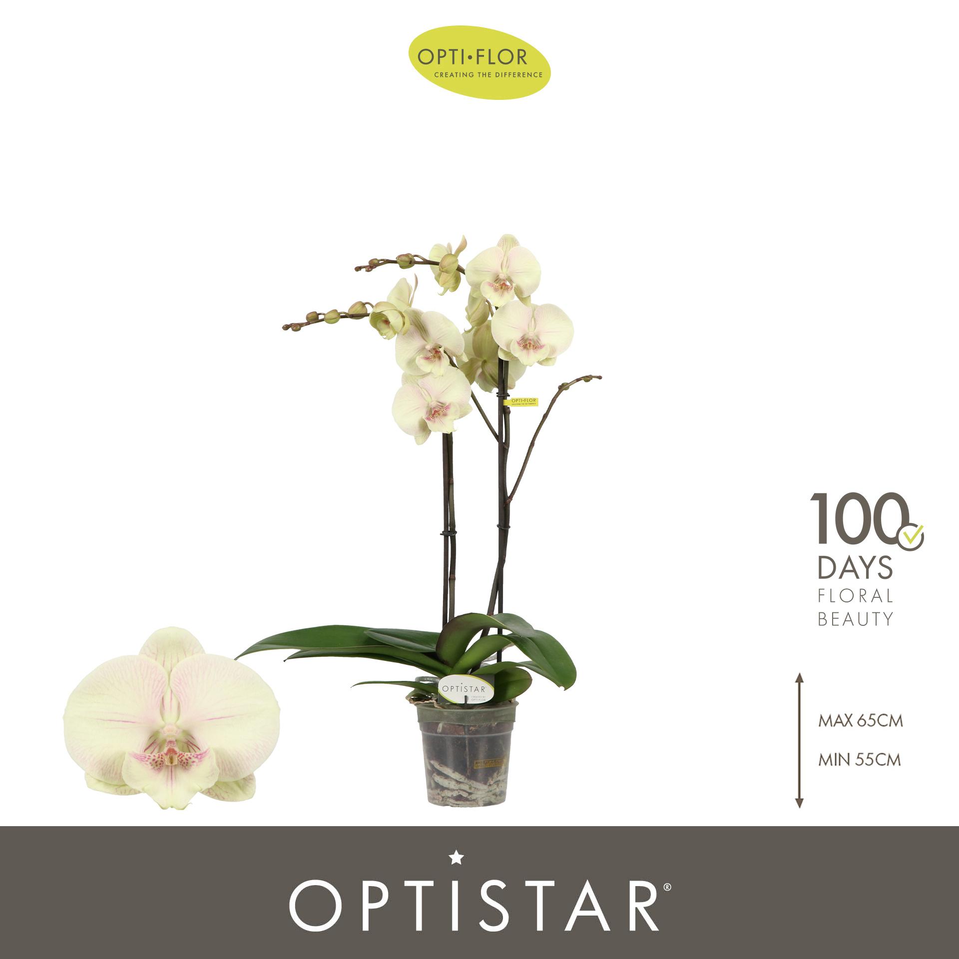 Горшечные цветы и растения оптом Phal 2st Optistar Turner 15+ (opti) от 6шт из Голландии с доставкой по России