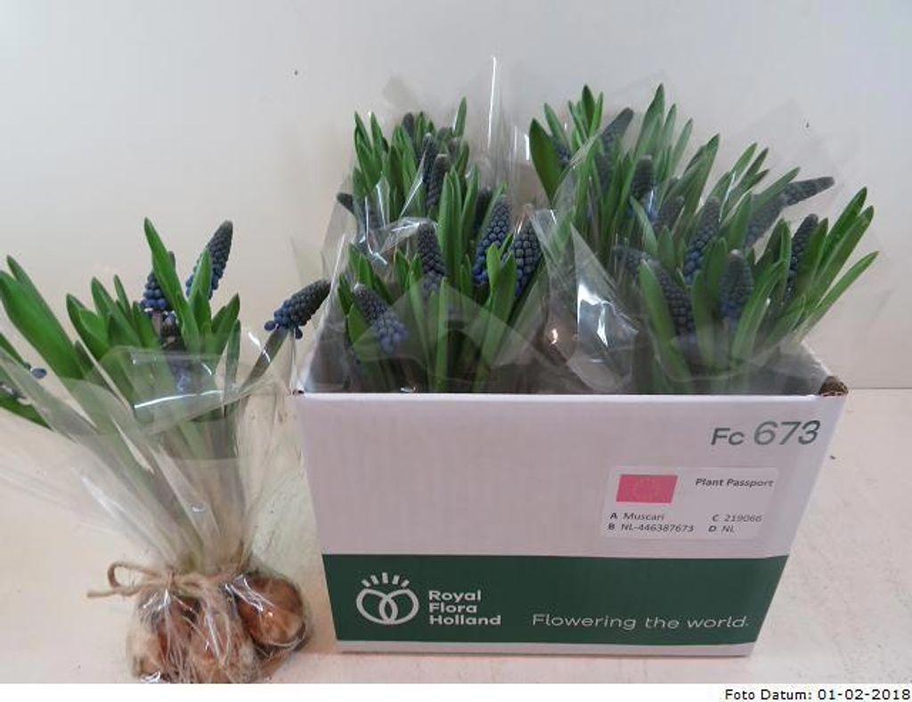 Срезанные цветы оптом Muscari sheaf blue x5 от 30шт из Голландии с доставкой по России