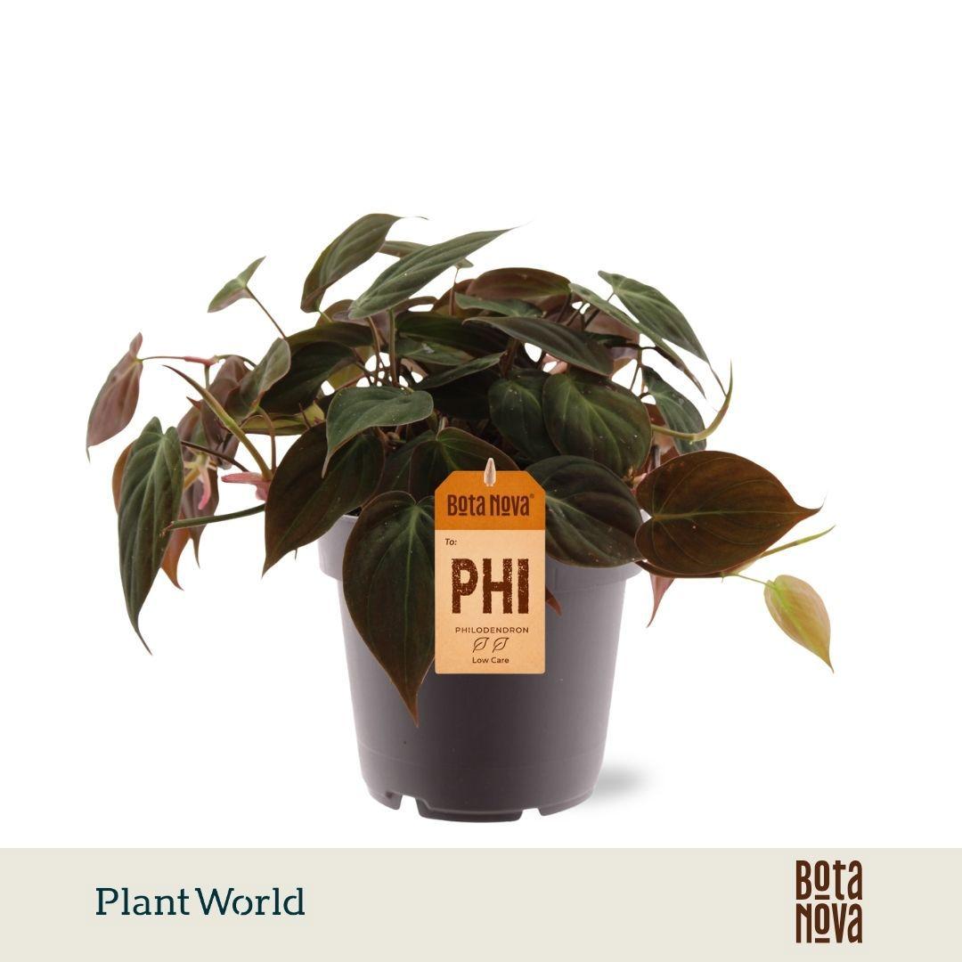 Горшечные цветы и растения оптом Philodendron Scandens Micans от 10шт из Голландии с доставкой по России