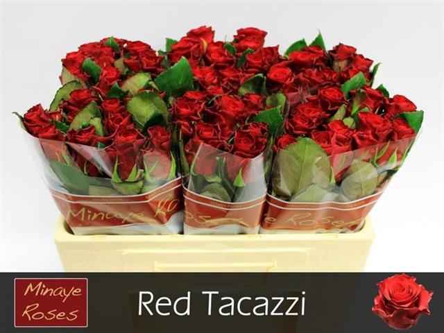 Срезанные цветы оптом Rosa la red tacazzi от 60шт из Голландии с доставкой по России