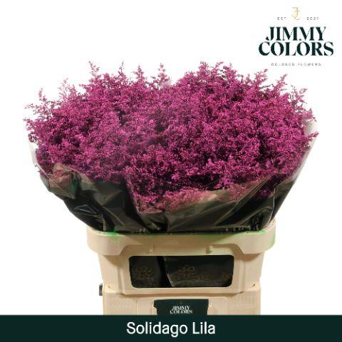 Срезанные цветы оптом Solidago paint lilac dark от 25шт из Голландии с доставкой по России