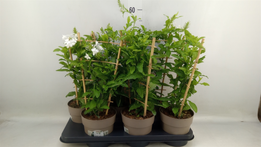 Горшечные цветы и растения оптом Plumbago Indica от 6шт из Голландии с доставкой по России