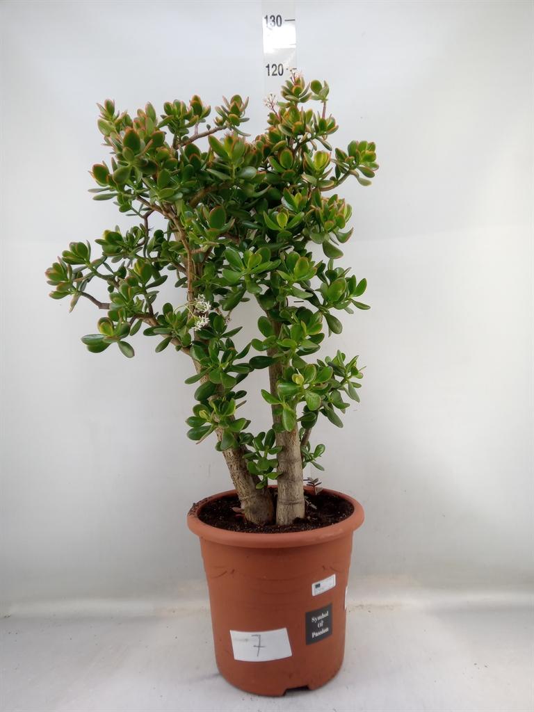 Горшечные цветы и растения оптом Crassula Arborescens от 1шт из Голландии с доставкой по России