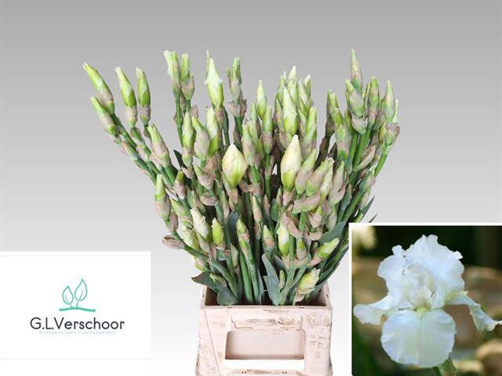 Срезанные цветы оптом Iris germanica white от 65шт из Голландии с доставкой по России