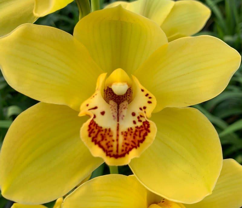 Срезанные цветы оптом Cymbidium yellow diona от 8шт из Голландии с доставкой по России