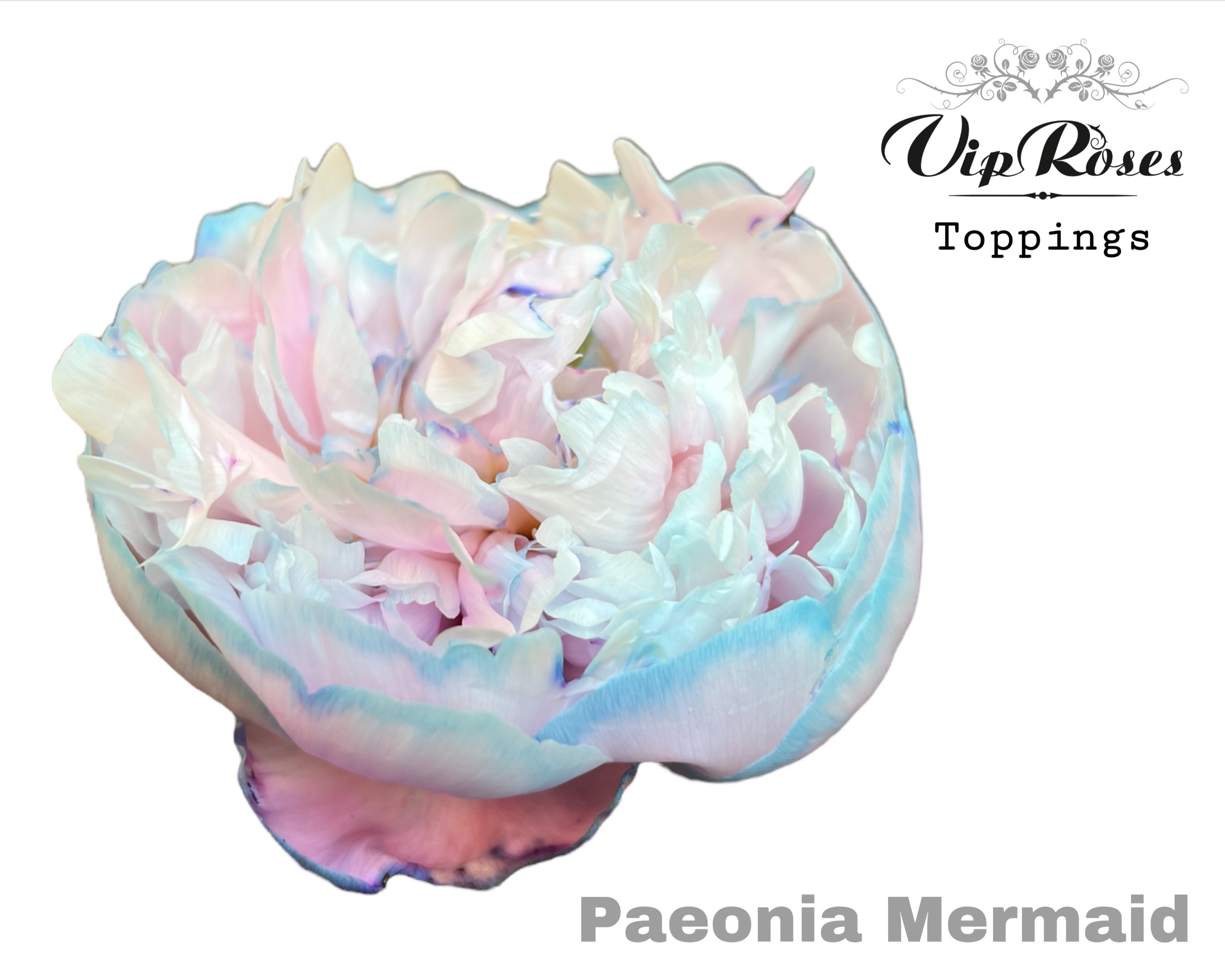 Срезанные цветы оптом Paeonia paint bubblegum от 20шт из Голландии с доставкой по России