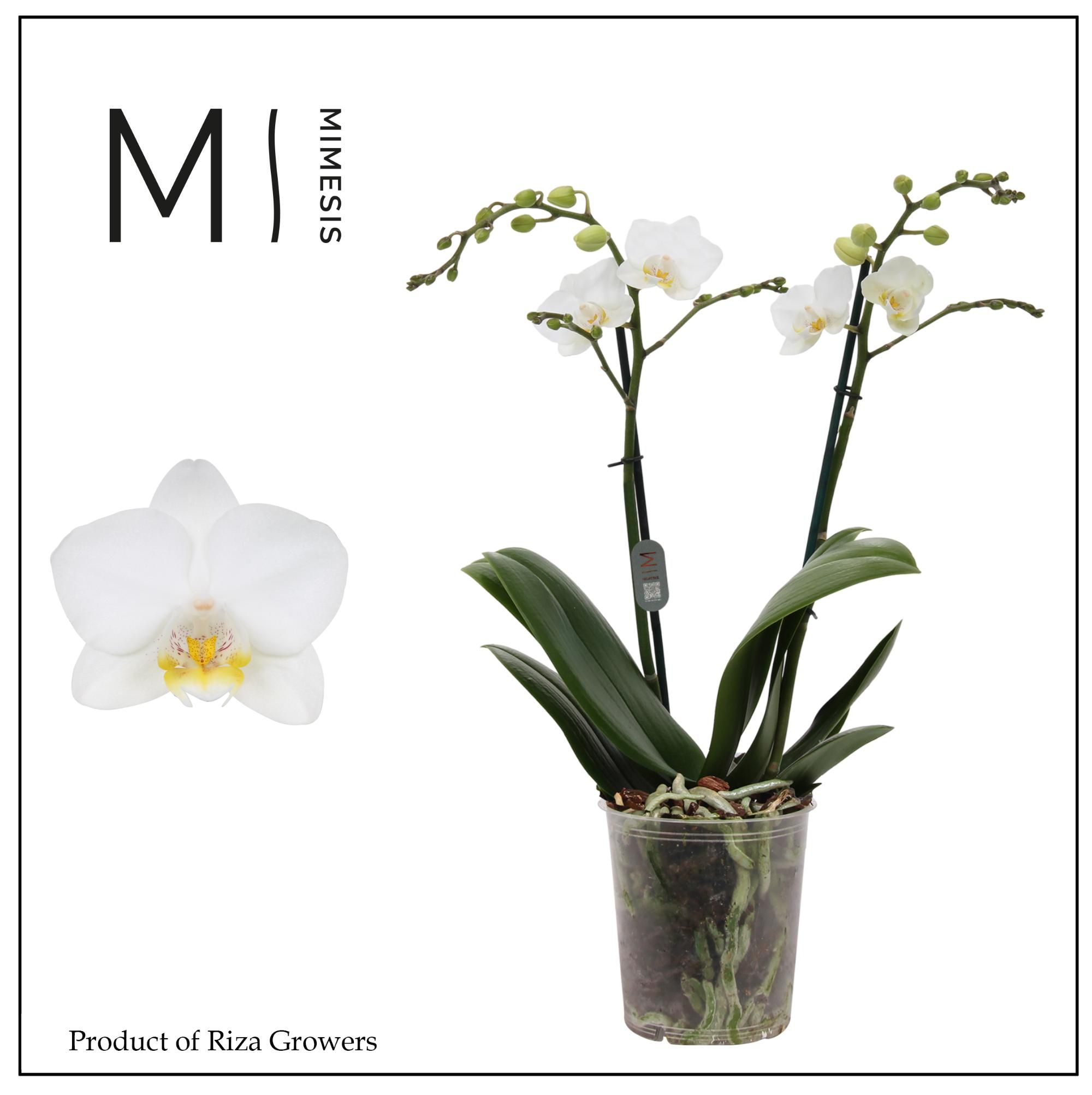 Горшечные цветы и растения оптом Phal 2st Snowflake 22+ Mimesis (orchid Growers) от 10шт из Голландии с доставкой по России
