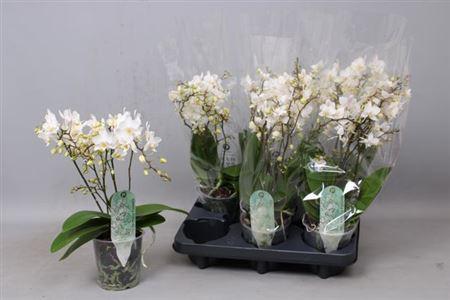 Горшечные цветы и растения оптом Phal Mf F Soft Cloud 4 Branches 40+ от 6шт из Голландии с доставкой по России