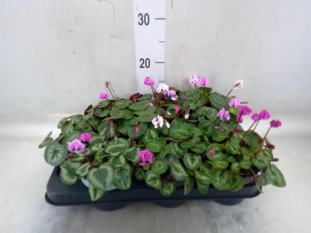 Горшечные цветы и растения оптом Cyclamen Coum от 9шт (для телеги) из Голландии с доставкой по России