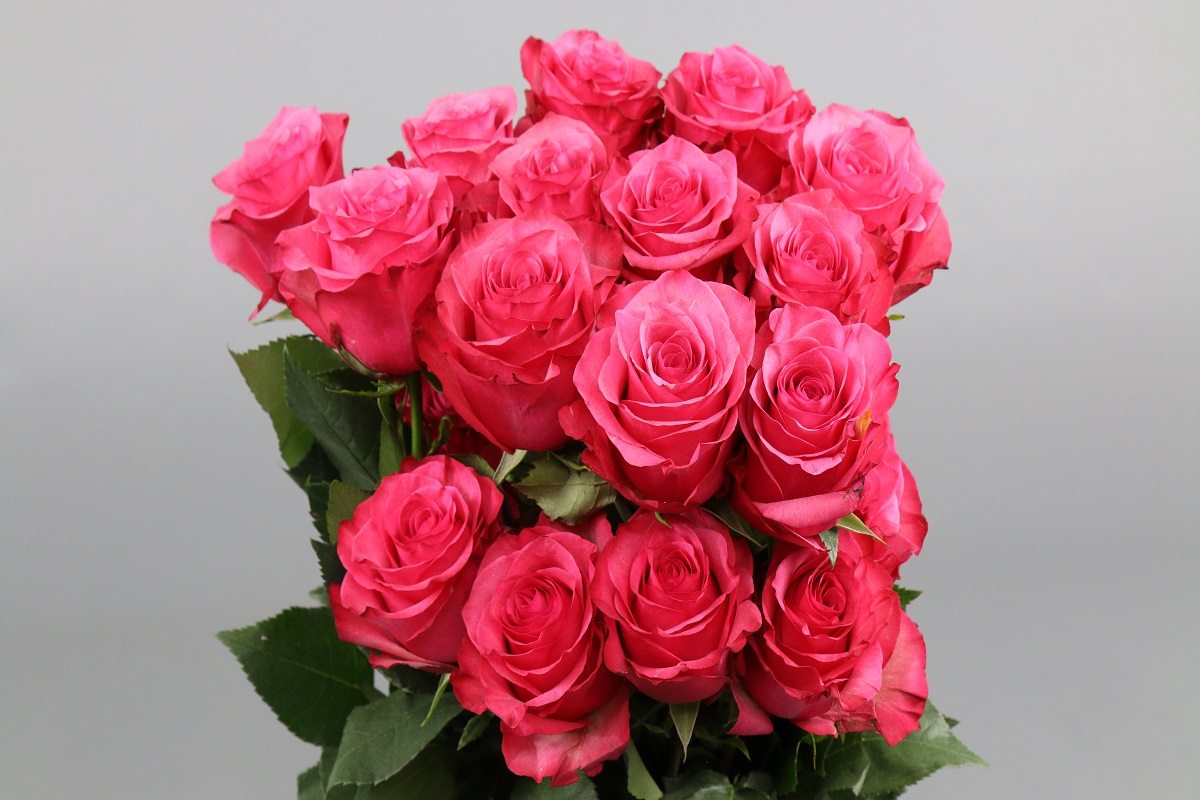 Срезанные цветы оптом Rosa ec lola от 20шт из Голландии с доставкой по России