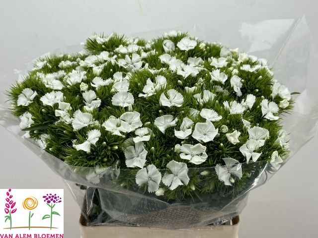 Срезанные цветы оптом Dianthus br will white от 50шт из Голландии с доставкой по России