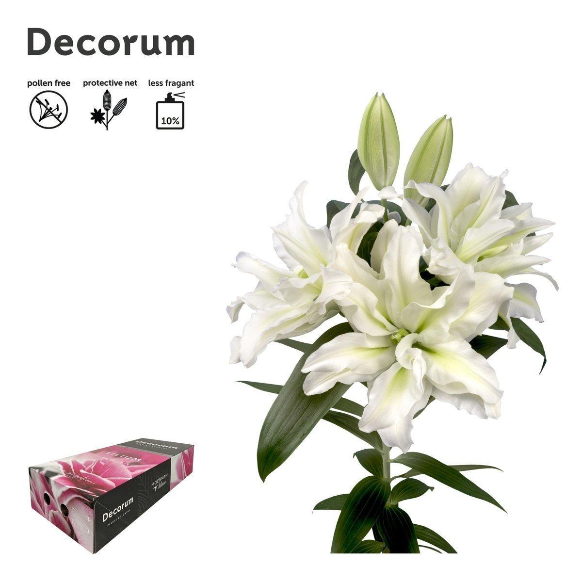 Срезанные цветы оптом Lilium or dbl roselily aisha A от 30шт из Голландии с доставкой по России