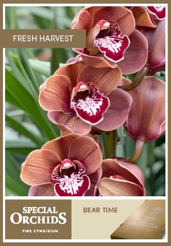 Срезанные цветы оптом Cymbidium brown bear time от 2шт из Голландии с доставкой по России