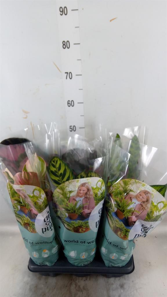 Горшечные цветы и растения оптом Calathea   ...mix от 6шт из Голландии с доставкой по России