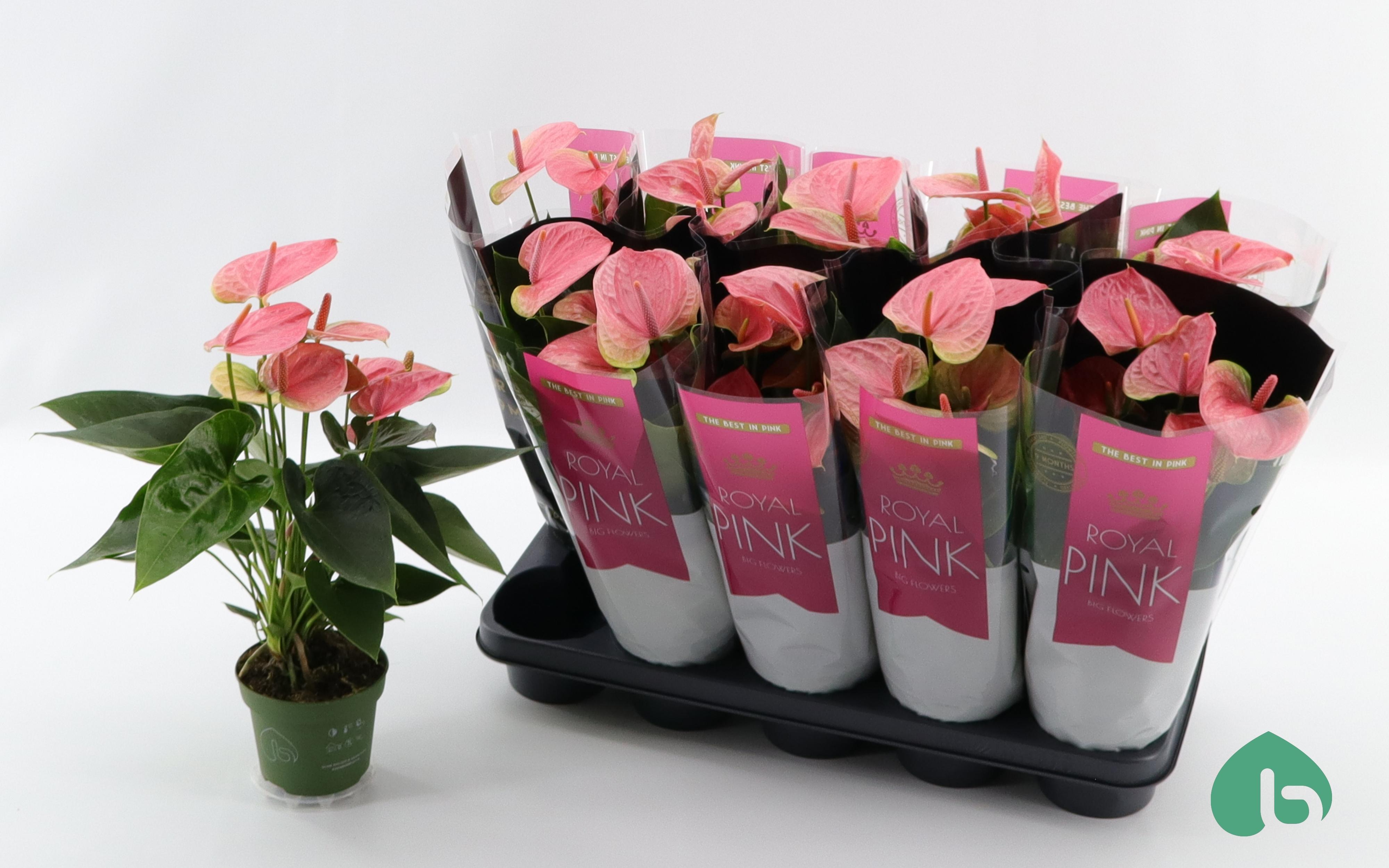 Горшечные цветы и растения оптом Anthu An Sweet Dream от 10шт из Голландии с доставкой по России