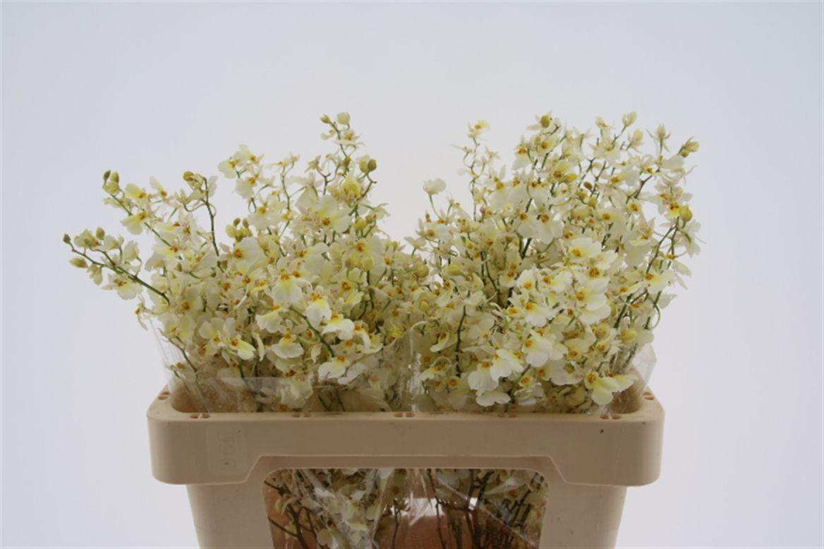 Срезанные цветы оптом Oncidium summer snow от 30шт из Голландии с доставкой по России
