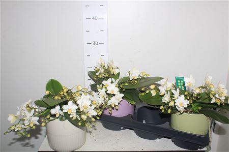 Горшечные цветы и растения оптом Phal Ov Wit 4 Branches Ceramic *spring Deal* от 3шт из Голландии с доставкой по России