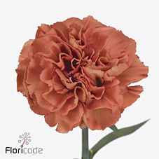 Срезанные цветы оптом Dianthus st orange fox от 40шт из Голландии с доставкой по России