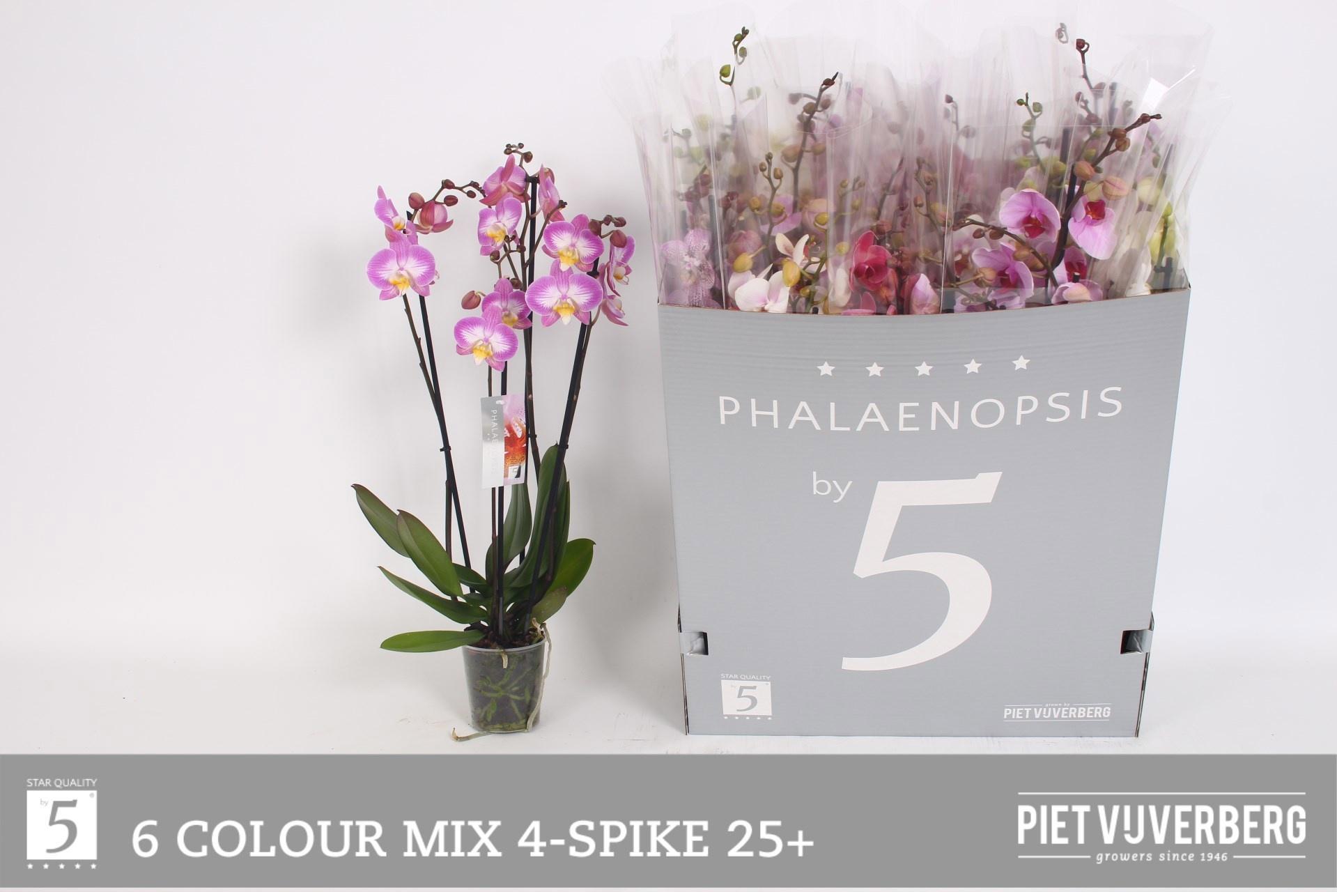 Горшечные цветы и растения оптом Phal Gem 6 Kl от 12шт из Голландии с доставкой по России