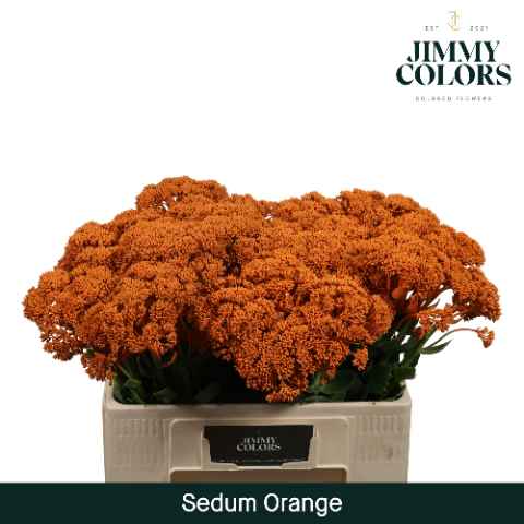 Срезанные цветы оптом Sedum paint orange от 25шт из Голландии с доставкой по России