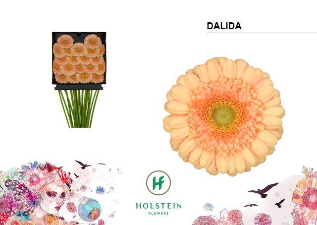 Срезанные цветы оптом Germini diamond dalida от 20шт из Голландии с доставкой по России