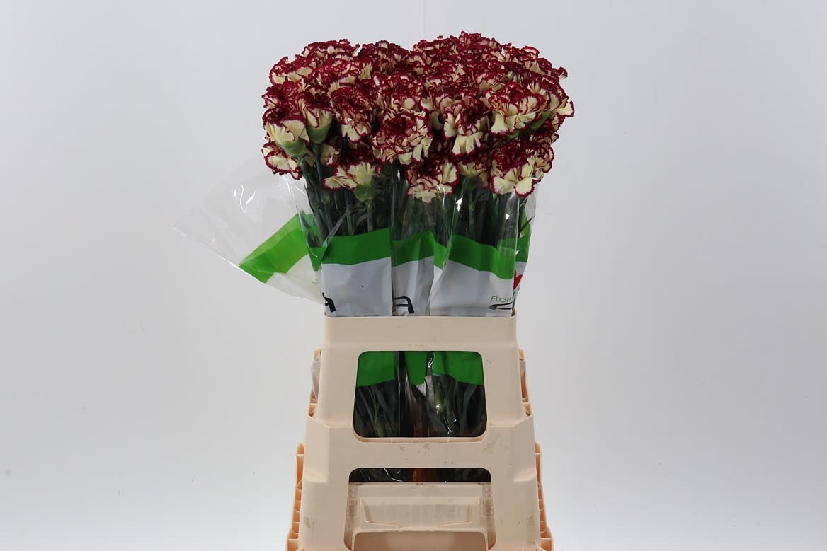 Срезанные цветы оптом Dianthus st bostick от 80шт из Голландии с доставкой по России