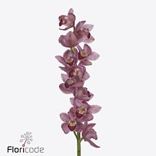 Срезанные цветы оптом Minicymbidium pink fall от 12шт из Голландии с доставкой по России