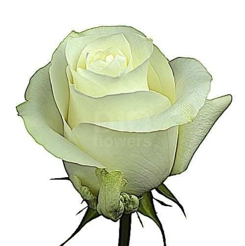 Розы оптом PROUD из Эквадора с доставкой по России