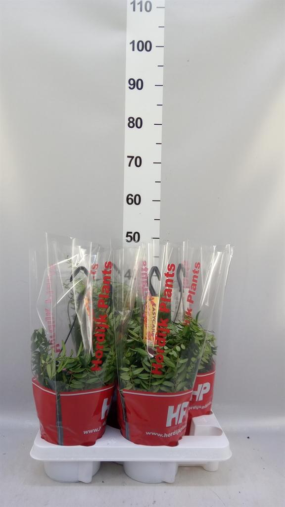 Горшечные цветы и растения оптом Aeschynanthus japhrolepis от 4шт из Голландии с доставкой по России