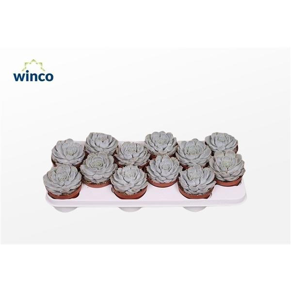 Горшечные цветы и растения оптом Echeveria Rinionii от 10шт из Голландии с доставкой по России