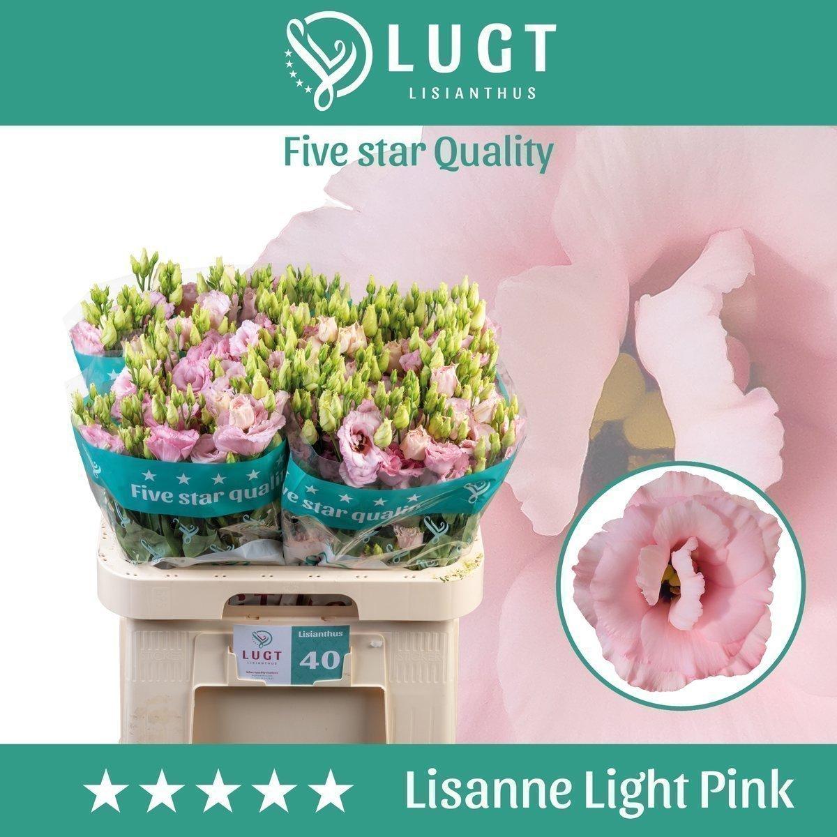 Срезанные цветы оптом Lisianthus do lisanne light pink от 40шт из Голландии с доставкой по России