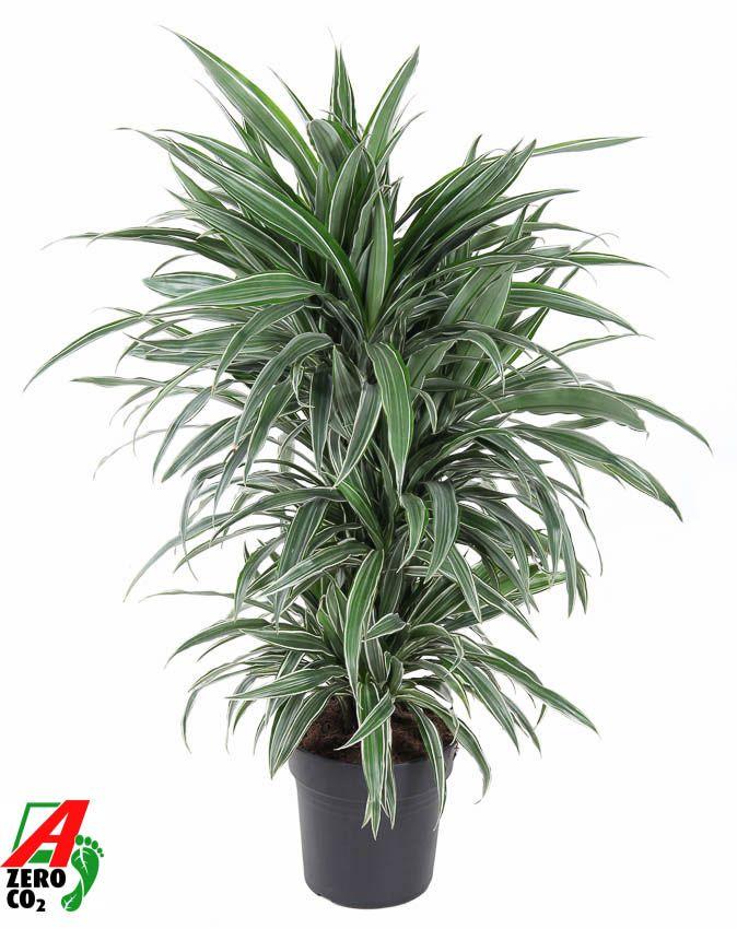 Горшечные цветы и растения оптом Drac Warneckei Branched от 1шт из Голландии с доставкой по России