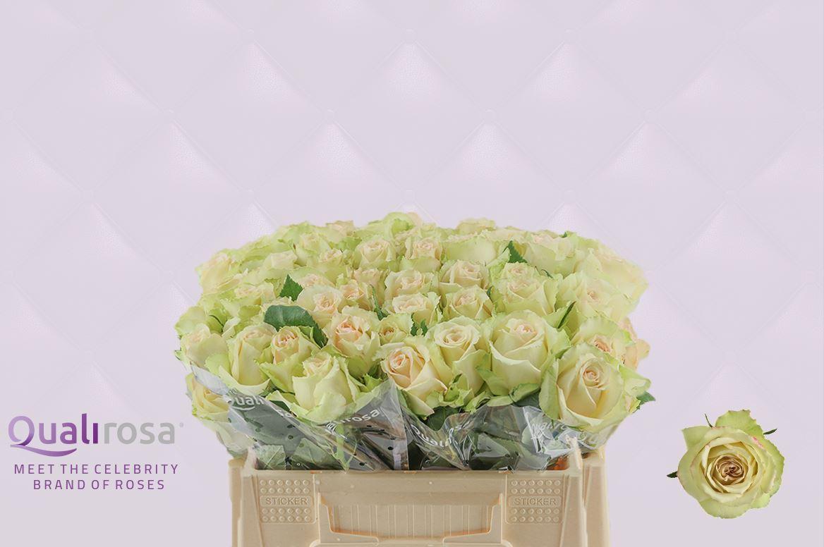 Срезанные цветы оптом Rosa large hypnose от 50шт из Голландии с доставкой по России Срезанные цветы оптом Rosa large hypnose от 50шт из Голландии с доставкой по России