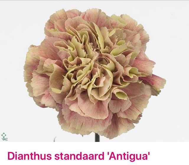 Срезанные цветы оптом Dianthus st antigua от 80шт. из Голландии с доставкой по России