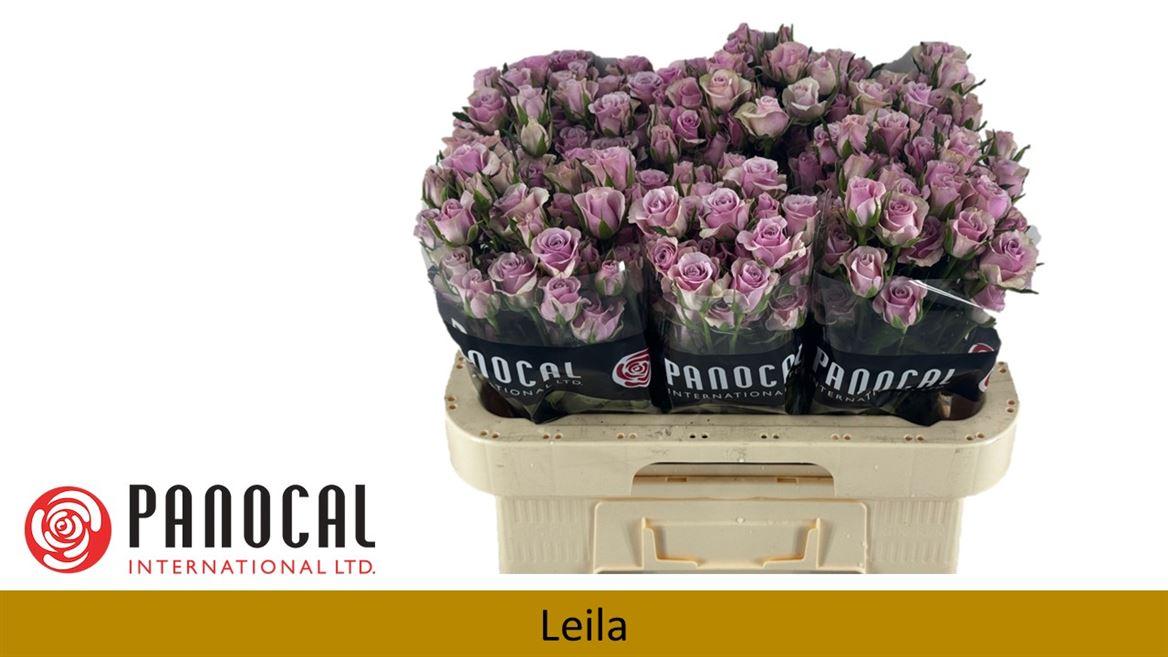 Срезанные цветы оптом Rosa spray leila от 300шт из Голландии с доставкой по России